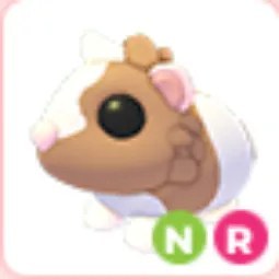 NR Chocolate Dutch Guinea Pig