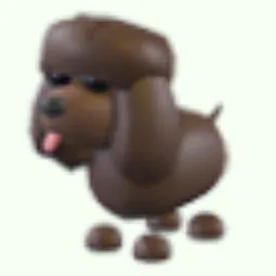 Irish Water Spaniel
