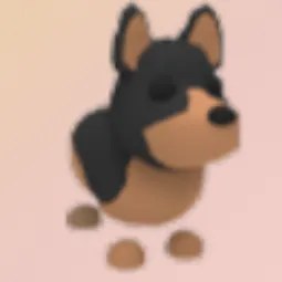 MFR Australian Kelpie