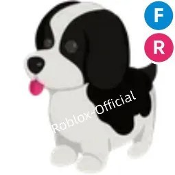 Black Springer Spaniel FR