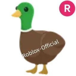 Drake R