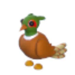 Brown Chested Pheasant