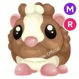 Chocolate Dutch Guinea Pig MR