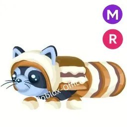 S Mores Raccoon MR