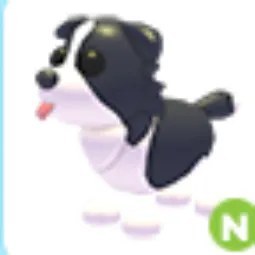 Border Collie N