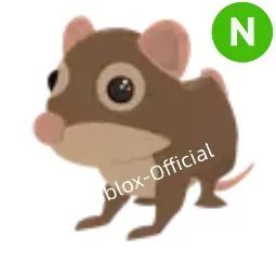 Shrew N
