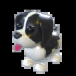 MR Black Springer Spaniel