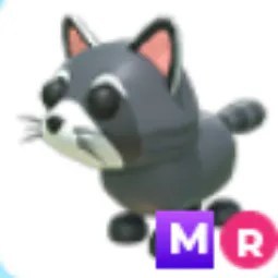 MR Raccoon