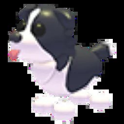 R Border Collie
