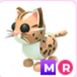 MR Leopard Cat