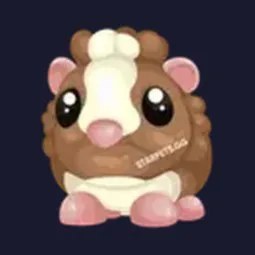 R Chocolate Dutch Guinea Pig
