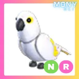 NR White Amazon