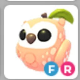 Peach Owl FR