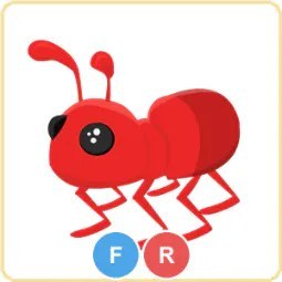 FR Ant