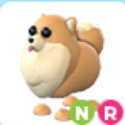 Pomeranian NR