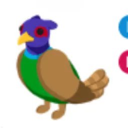 Green Chested Pheasant FR