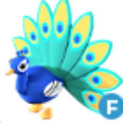 Peacock F
