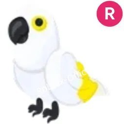 White Amazon R
