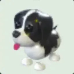 Black Springer Spaniel