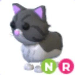 Persian Cat NR