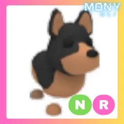 NR Australian Kelpie
