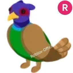 Green chested Pheasant R