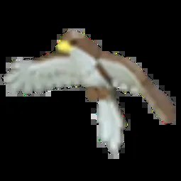 Hawk