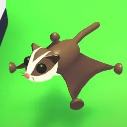 F Sugar Glider