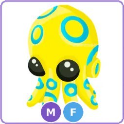 MF Blue Ringed Octopus