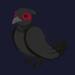 Black Chested Pheasant