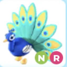 NR Peacock Adm