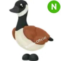 Canadian Goose N