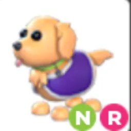 NR Therapy Dog