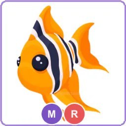 MR Angelfish
