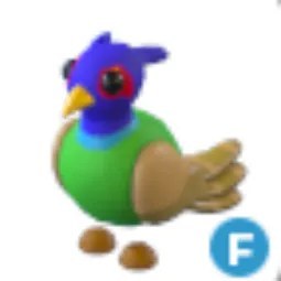 Green Chested Pheasant F