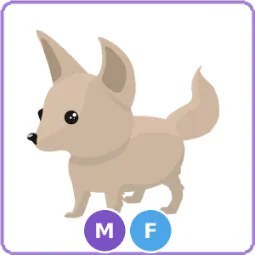 MF Fennec Fox