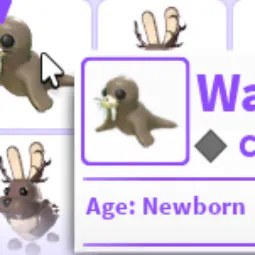 Walrus