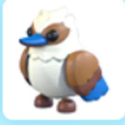 Kookaburra