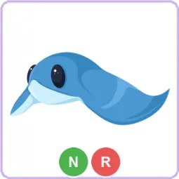 NR Stingray