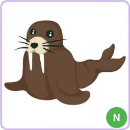 N Walrus