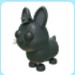 Amami Rabbit