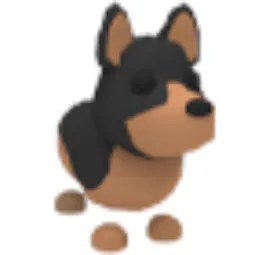 Australian Kelpie