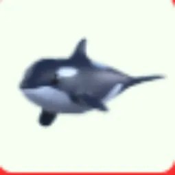 Orca
