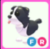FR Border Collie - Response Time Under 1 Minute