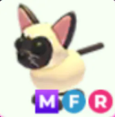 MFR Siamese Cat - Response Time Under 1 Minute
