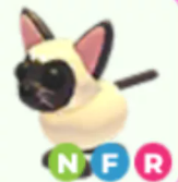 NFR Siamese Cat - Response Time Under 1 Minute