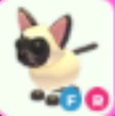 FR Siamese Cat - Response Time Under 1 Minute