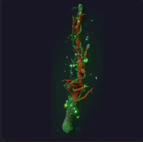 Vineweaver Rod Set
