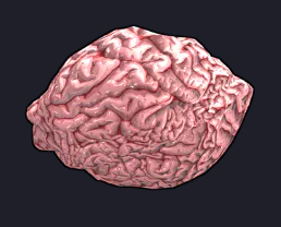 Fresh Brain ⚡ Fast Trade