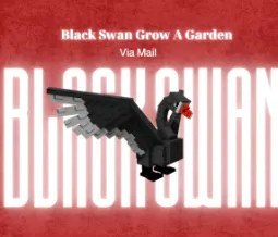 Black Swan Rare Pet a and